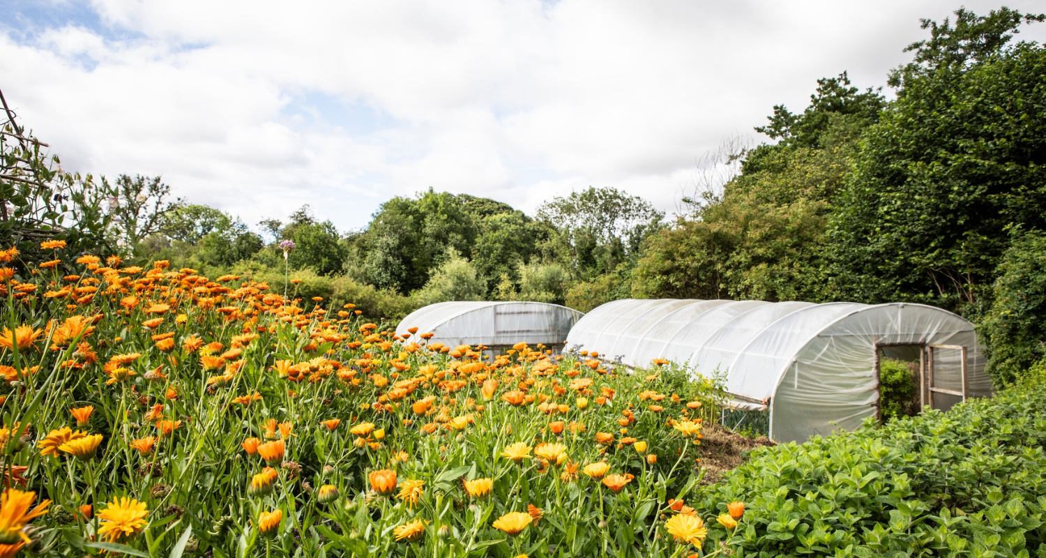 time-of-abundance-header