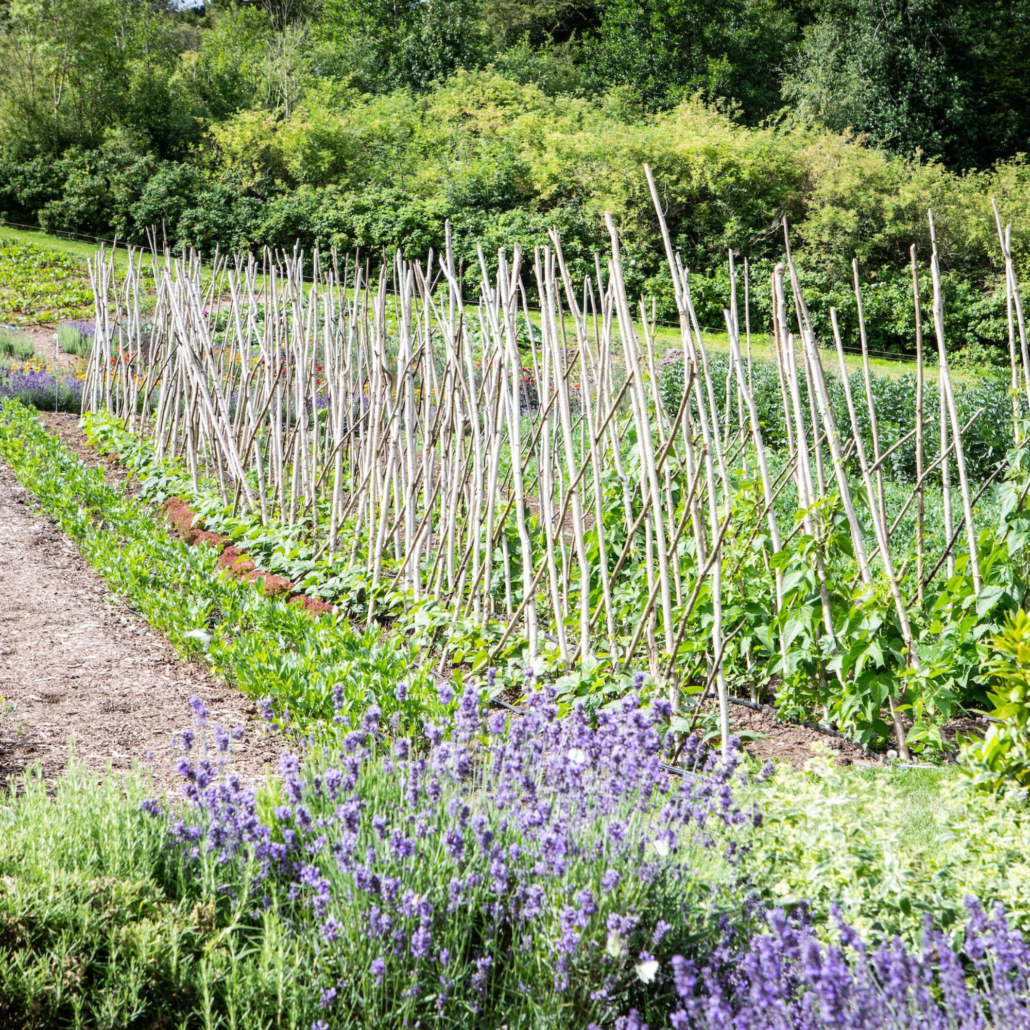 ed-garden-4